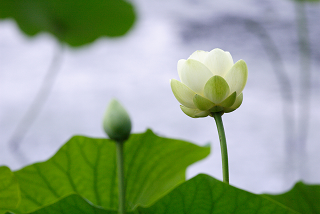 Suttabuut Lotus